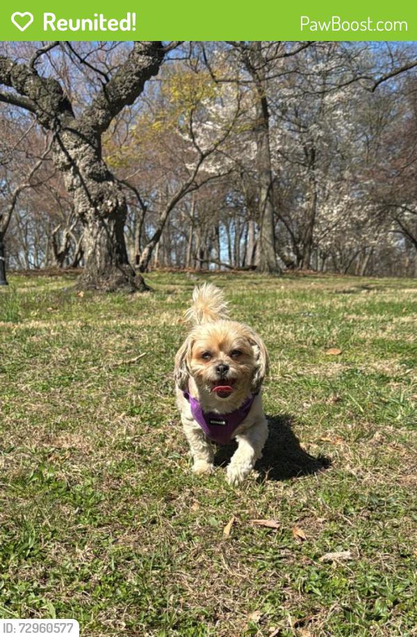 Reunited Female Dog last seen 202-08 100th Ave, Hollis, NY 11423, USA, Queens, NY 11423