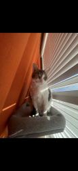 Lost Female Cat last seen Garland Central Park, Garland, TX 75040