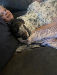 Lost Female Dog last seen Near Howman ave , Hamilton, OH 45011