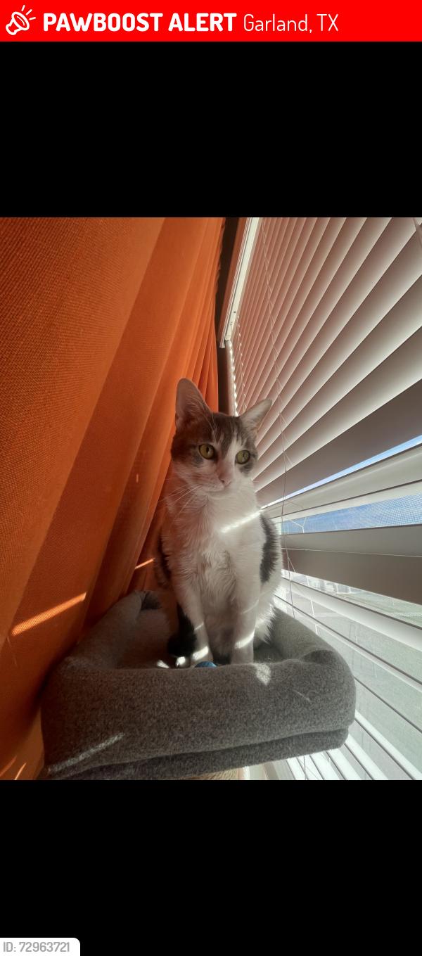 Lost Female Cat last seen Garland Central Park, Garland, TX 75040