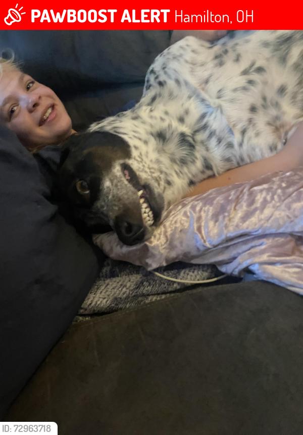 Lost Female Dog last seen Near Howman ave , Hamilton, OH 45011