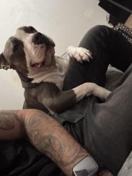 Lost Male Dog last seen Leslie an irene, Pahrump, NV 89060