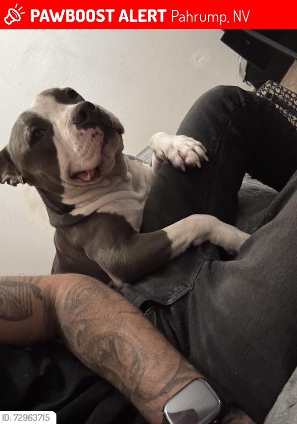 Lost Male Dog last seen Leslie an irene, Pahrump, NV 89060