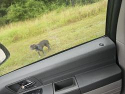 Found/Stray Unknown Dog last seen Alabannson, Houston, TX 77088