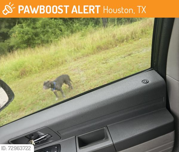 Found/Stray Unknown Dog last seen Alabannson, Houston, TX 77088