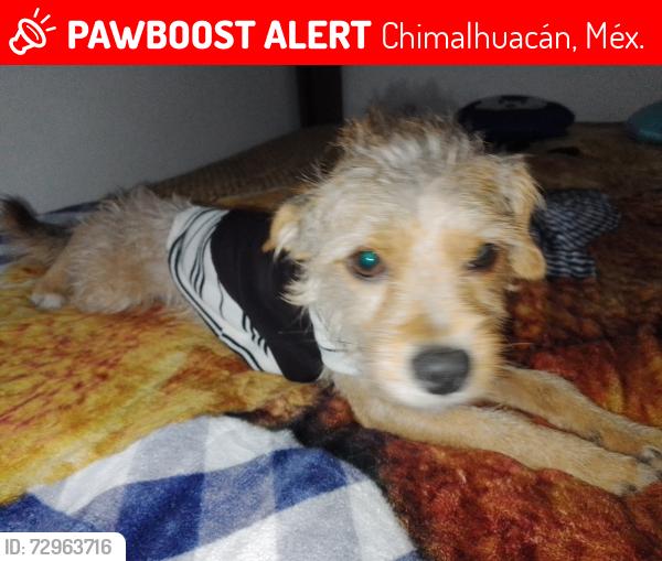 Lost Male Dog last seen Alamos mz7 lt4 la ladera Chimalhuacán , Chimalhuacán, Méx. 56337