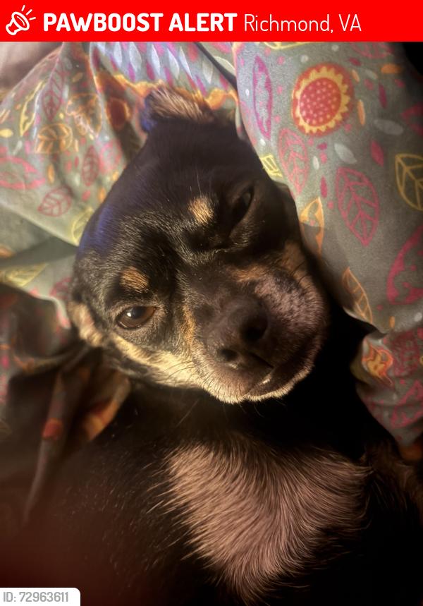 Lost Female Dog last seen Donder and Rudolph rd, Richmond, VA 23294