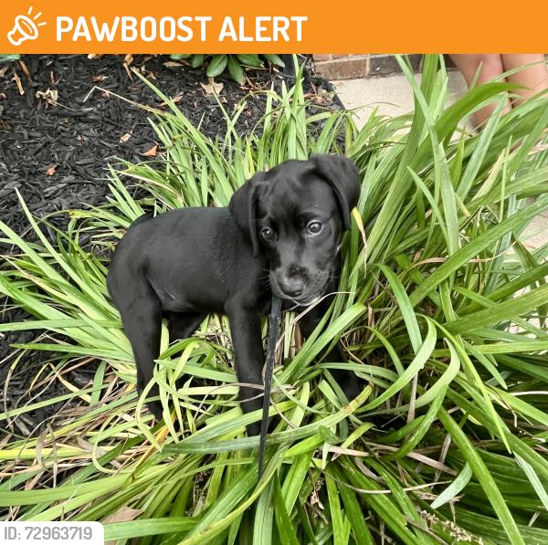 Found/Stray Unknown Dog last seen Mckelvey rd pelzer sc, Greenville County, SC 29669
