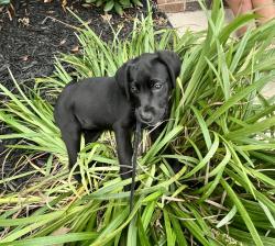 Found/Stray Unknown Dog last seen Mckelvey rd pelzer sc, Greenville County, SC 29669