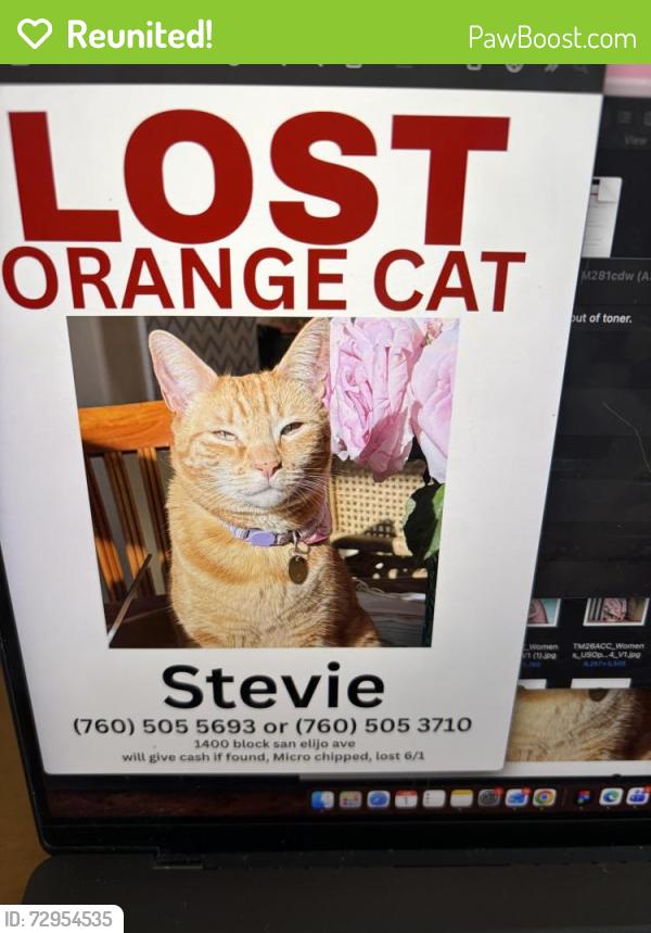 Reunited Female Cat last seen San Elijo Ave , Encinitas, CA 92007