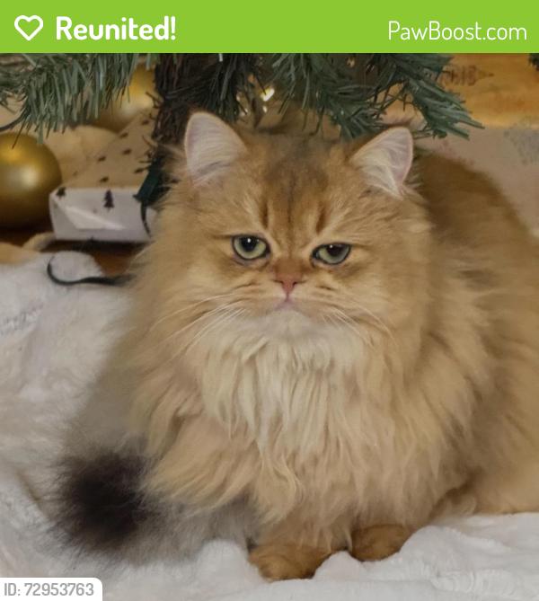 Reunited Female Cat last seen Ridge Rd & Haverford St, Whitney Ave & Haverford St, Hamden, CT 06517