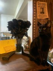 Lost Male Cat last seen C Way, Pico Rivera, CA 90660