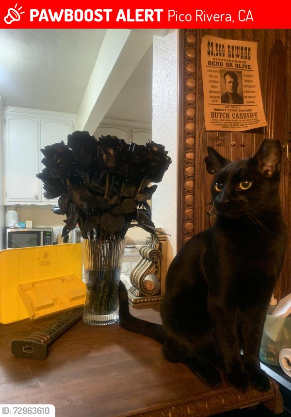 Lost Male Cat last seen C Way, Pico Rivera, CA 90660
