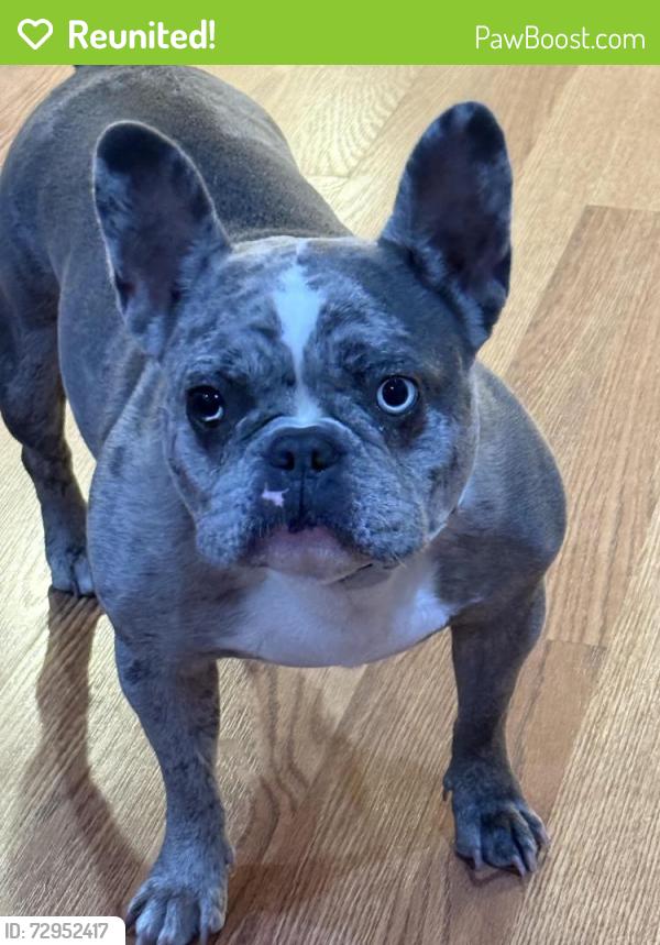 Reunited Female Dog last seen Azalea garden rd norfolk, Norfolk, VA 23513