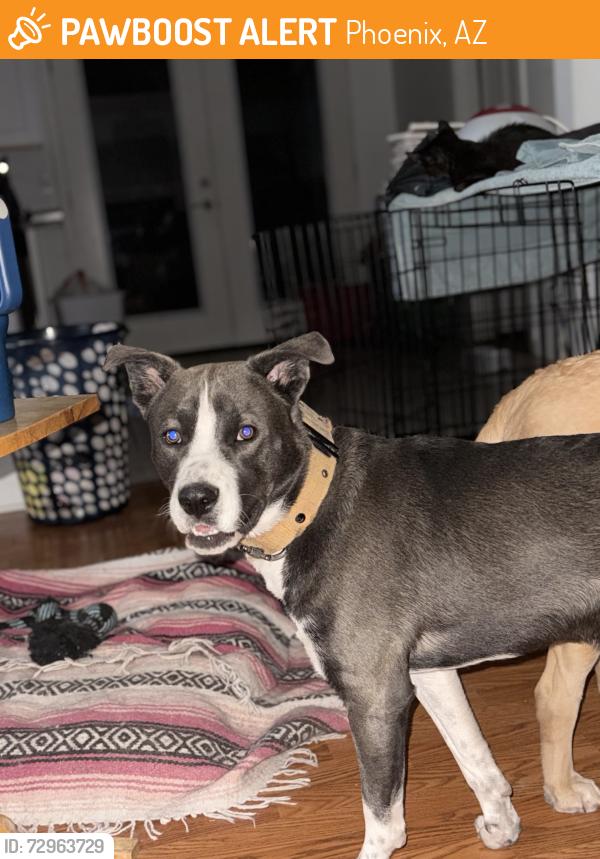 Found/Stray Male Dog last seen Cracker Barrel 26th Ave Deer Valley , Phoenix, AZ 85027