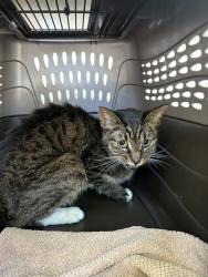 Shelter Stray Female Cat last seen NW Flanders and NW 19th Ave, PORTLAND, OR, 97209, Troutdale, OR 97060
