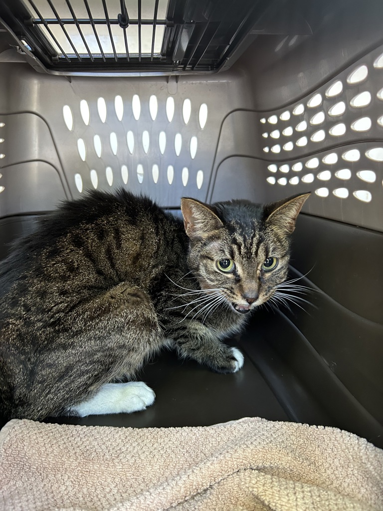 Shelter Stray Female Cat last seen NW Flanders and NW 19th Ave, PORTLAND, OR, 97209, Troutdale, OR 97060