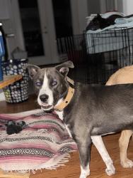 Found/Stray Male Dog last seen Cracker Barrel 26th Ave Deer Valley , Phoenix, AZ 85027