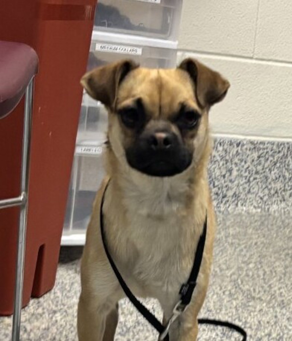Shelter Stray Male Dog last seen W 58th Ave & Ralston Rd, Arvada, CO, 80002, Golden, CO 80401