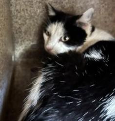 Shelter Stray Female Cat last seen NW Division St and NW Norman Ave, GRESHAM, OR, 97030, Troutdale, OR 97060