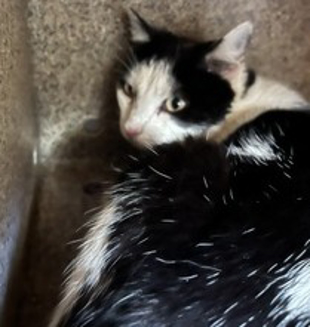 Shelter Stray Female Cat last seen NW Division St and NW Norman Ave, GRESHAM, OR, 97030, Troutdale, OR 97060