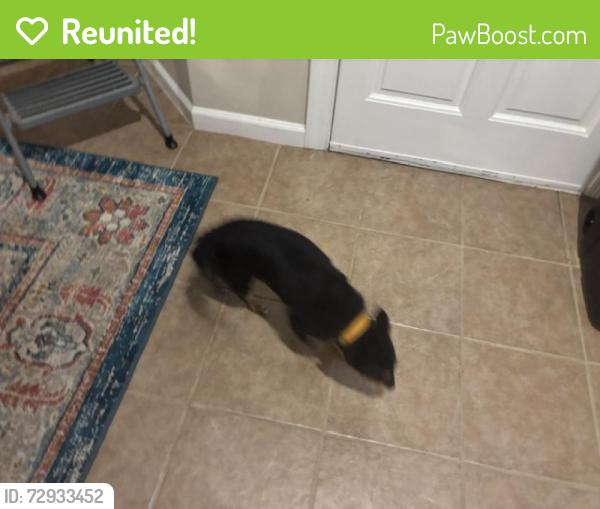 Reunited Female Dog last seen lake dow & upchurch rd, McDonough, GA 30252