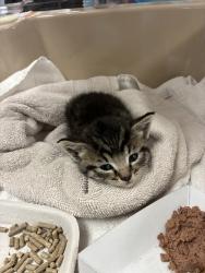 Shelter Stray Female Cat last seen 100th Ave and Glisan, OR, Troutdale, OR 97060