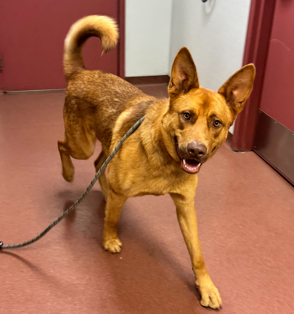 Shelter Stray Male Dog last seen Near E 14 Th Street, SAN LEANDRO, CA, 94577, Oakland, CA 94621