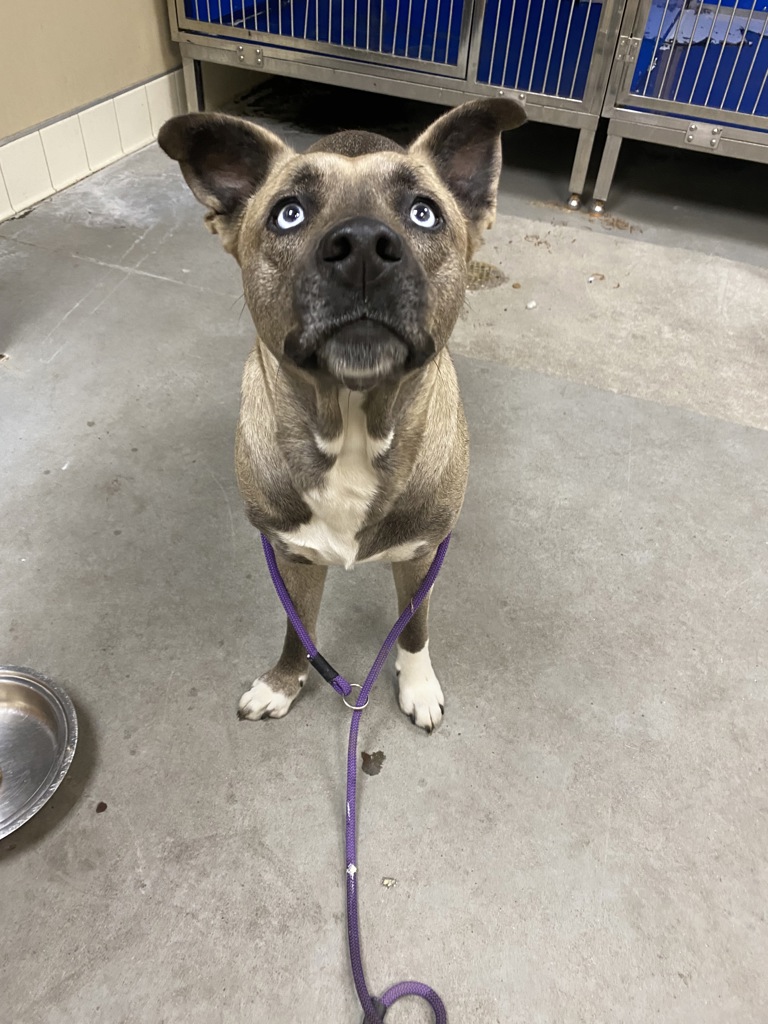 Shelter Stray Female Dog last seen Near E 3rd Avenue, MEAD, WA, 99021, Spokane, WA 99212
