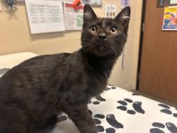 Shelter Stray Male Cat last seen Near Taylor Street, Vista, CA, 92084, Oceanside, CA 92058