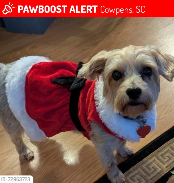 Lost Female Dog last seen West church st, Cowpens, SC 29330