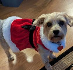 Lost Female Dog last seen West church st, Cowpens, SC 29330