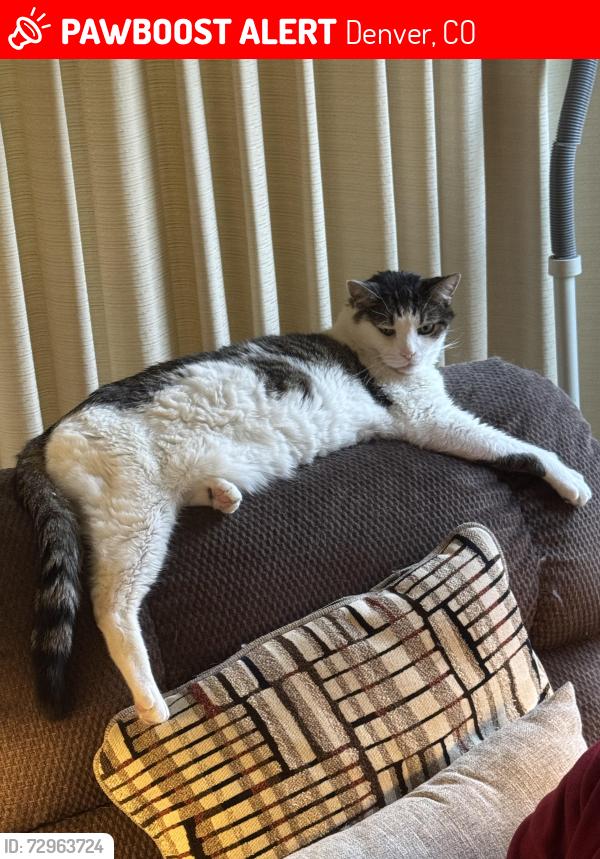 Lost Male Cat last seen E. Iowa & South Trenton , Denver, CO 80231
