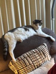 Lost Male Cat last seen E. Iowa & South Trenton , Denver, CO 80231