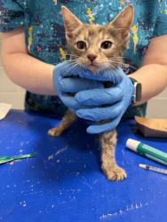 Shelter Stray Female Cat last seen Near Beach 25 Street, FAR ROCKAWAY, NY, 11691, New York, NY 10029