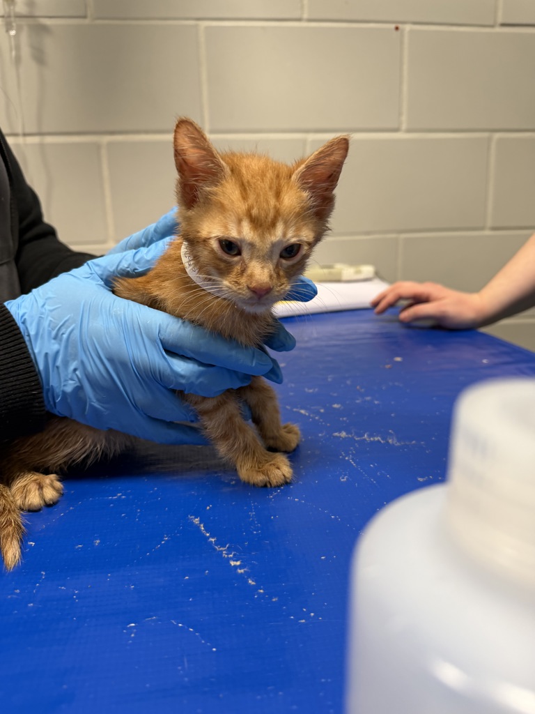 Shelter Stray Male Cat last seen Near Beach 25 Street, FAR ROCKAWAY, NY, 11691, New York, NY 10029