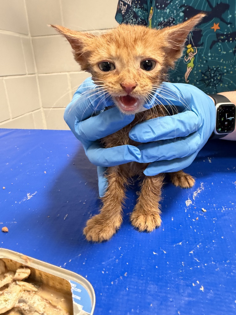 Shelter Stray Male Cat last seen Near Beach 25 Street, FAR ROCKAWAY, NY, 11691, New York, NY 10029