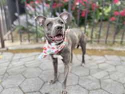 Shelter Stray Female Dog last seen Near Lenox Avenue, NEW YORK, NY, 10026, New York, NY 10029