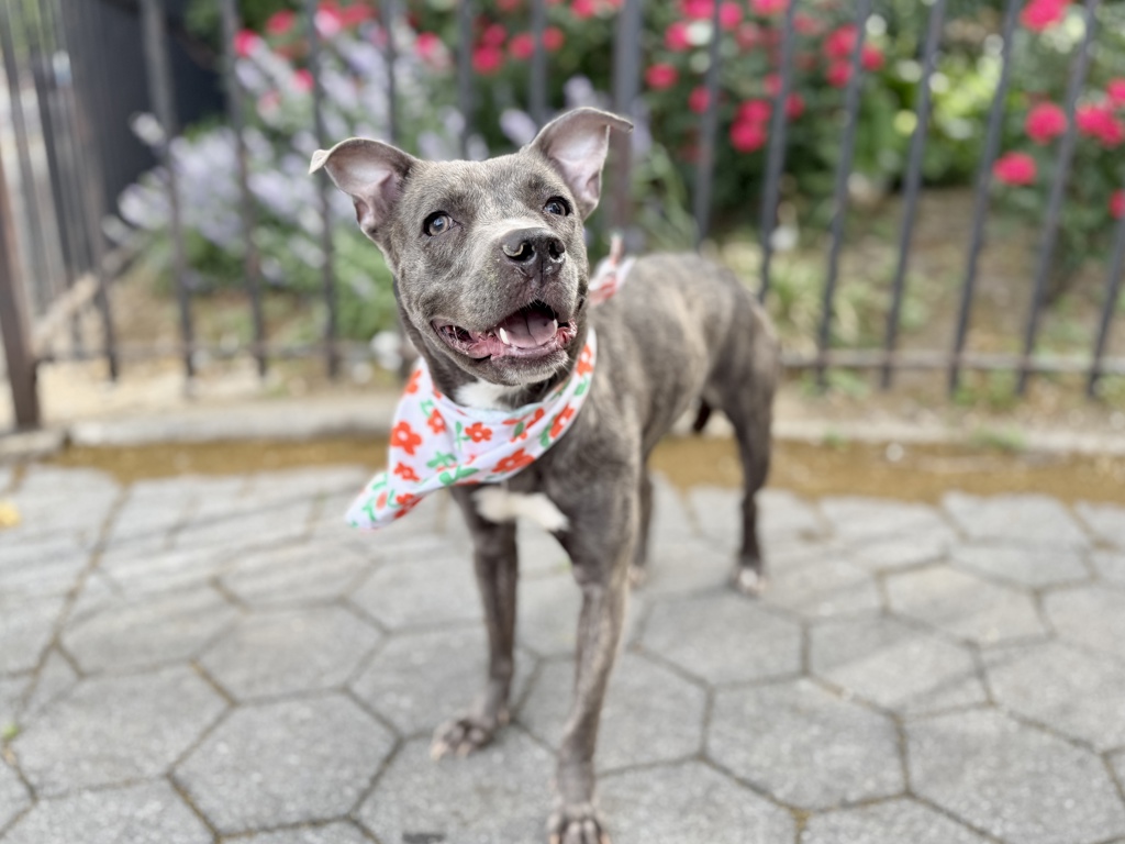 Shelter Stray Female Dog last seen Near Lenox Avenue, NEW YORK, NY, 10026, New York, NY 10029