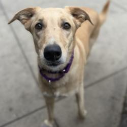 Shelter Stray Male Dog last seen Near Tierrasanta Boulevard, San Diego, CA, 92124, San Diego, CA 92110