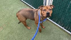 Shelter Stray Female Dog last seen Near E 169th Street, BRONX, NY, 10452, New York, NY 10029
