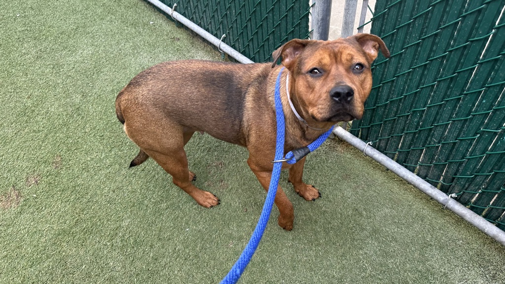 Shelter Stray Female Dog last seen Near E 169th Street, BRONX, NY, 10452, New York, NY 10029