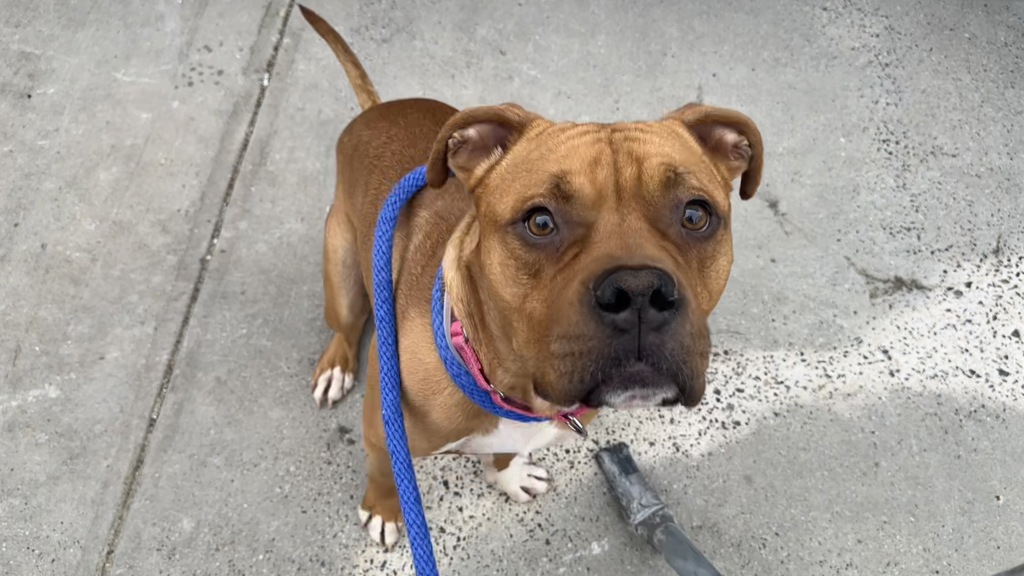 Shelter Stray Male Dog last seen n/a, NEW YORK, NY, 10029, New York, NY 10029