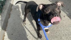 Shelter Stray Male Dog last seen Apt ES,2507 Cruger Avenue, BRONX, NY, 10467, New York, NY 10029