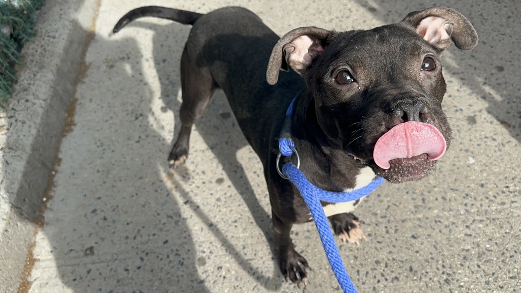 Shelter Stray Male Dog last seen Apt ES,2507 Cruger Avenue, BRONX, NY, 10467, New York, NY 10029