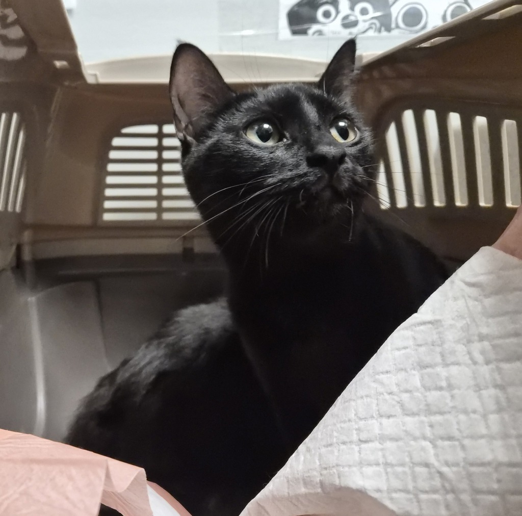 Shelter Stray Female Cat last seen Near Baychester Avenue, BRONX, NY, 10466, New York, NY 10029