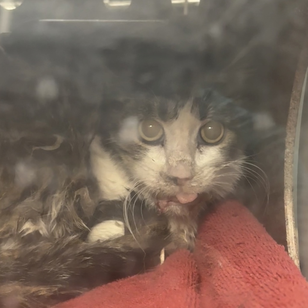 Shelter Stray Female Cat last seen Near E Kensington Avenue, SALT LAKE CITY, UT, 84105, Taylorsville, UT 84123