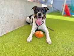 Shelter Stray Male Dog last seen Near E White Way, SALT LAKE CITY, UT, 84116, Taylorsville, UT 84123