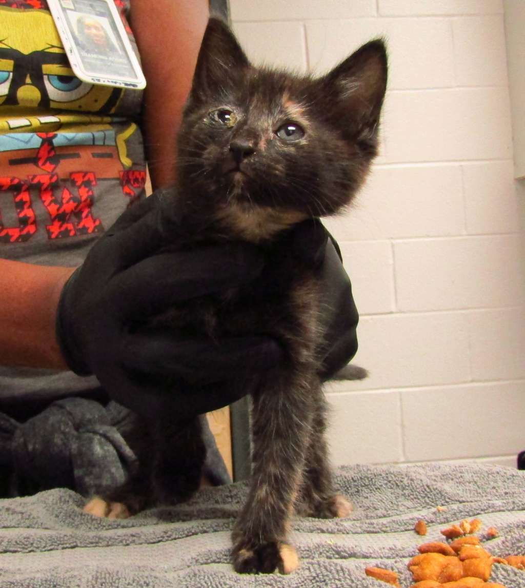 Shelter Stray Female Cat last seen Forestville Road, RALEIGH, NC, 27616, Raleigh, NC 27610