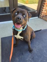 Shelter Stray Male Dog last seen Pump House Road, ANNAPOLIS, MD, 21403, Millersville, MD 21054